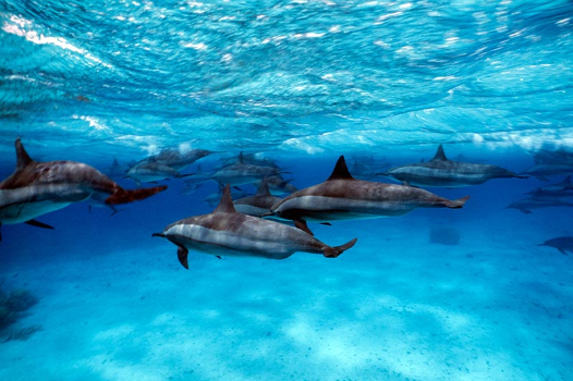 Excursion : plongée en apnée avec dauphins à Sataya